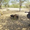 Shoats bought using HSNP cash, Turkana